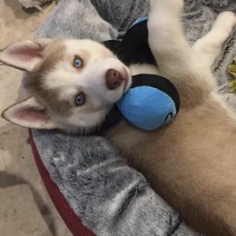 Pomsky Puppies from Sugar Pup Pomskies of Texas