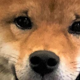 River - Shiba Inu