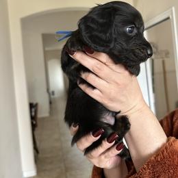 Blue Collar Mr. Bread and Butter - Black and cream male Dachshund puppy in Hutto, Texas from R.G. Dachshunds
