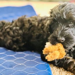 Sugar - Chocolate female Australian Labradoodle puppy in Fayette, Ohio from Patriots Poodles and Doodles