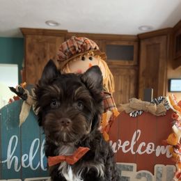 Omar - Liver male Yorkshire Terrier puppy in Parkersburg, West Virginia from Chocolate Diamonds in the RUFF