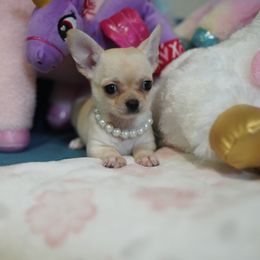 Amelia 5500 - Cream and white female Chihuahua puppy in Miami, Florida from Natalias Tiny Chihuahuas