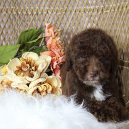 Brown Male - Brown and white male Aussiedoodle puppy in Belgreen, Alabama from Scott’s Farm Poodles and Doodles