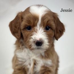 Jessie - Red  female Goldendoodle puppy in Milford, Indiana from Railway Acres Kennel