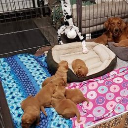 Golden Retriever and Labrador Retriever Puppies from Sutter Bay Retrievers