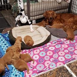 Golden Retriever and Labrador Retriever Puppies from Sutter Bay Retrievers