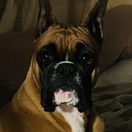 Jade - Boxer