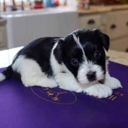 Grace - Black and white female Havanese puppy in Hamptonville, North Carolina from Alabama Havanese Kennel Tidewater Kennel