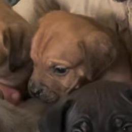 Buford - Fawn male Cane Corso puppy in San Isidro, Texas from MTZCC Ranch, LLC