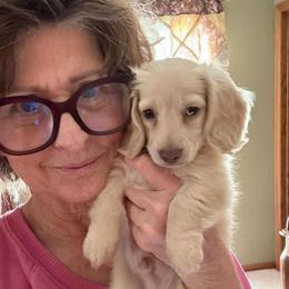 Singleton - Cream male Dachshund puppy in Bartlesville, Oklahoma from OkieDokieDox