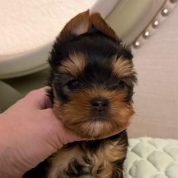 Mike - Blue and gold male Yorkshire Terrier puppy in San Diego, Temecula, Ontario, California from Yorkie & Maltese Royalty