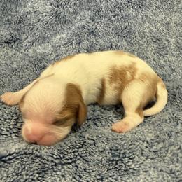 Boy 1 - Blenheim male Cavalier King Charles Spaniel puppy in Huntington Beach, California from Russell Cavailers
