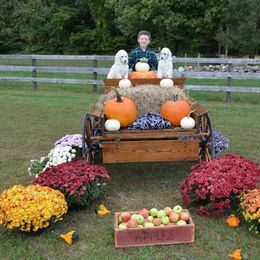 Poodle Puppies from D and D Standard Poodles
