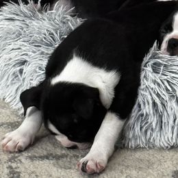 Boston Terriers from Hammacks