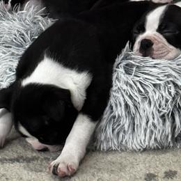 Boston Terriers from Hammacks