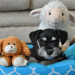 Miniature Schnauzer Puppies from Caesars Creek Miniature Schnauzers