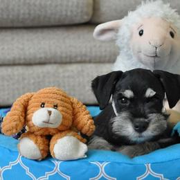 Miniature Schnauzer Puppies from Caesars Creek Miniature Schnauzers
