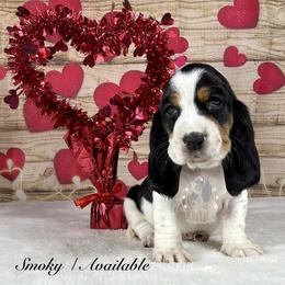 Smoky - Black white and brown male Basset Hound puppy in Dingess, West Virginia from Tuckers' Howling Hounds