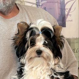 Chief - Black tan and white male Biewer Terrier puppy in Crossville, Tennessee from Little Bear Creek Biewers
