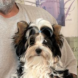 Chief - Black tan and white male Biewer Terrier puppy in Crossville, Tennessee from Little Bear Creek Biewers