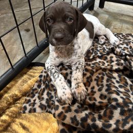 Jean Luc - Liver and white male German Shorthaired Pointer puppy in Logan, Utah from On Point Gun Dog's of Utah