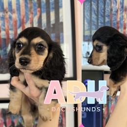 Benny - Black and cream male Dachshund puppy in Coatesville, Indiana from ADH Dachshunds