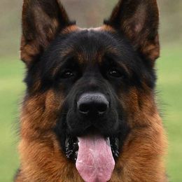 Quantum - German Shepherd