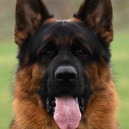 Quantum - German Shepherd