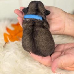French Bulldog and Pekingese Puppies from SFLK