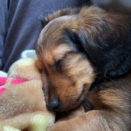 Dachshund Puppies from Dachshund Delight