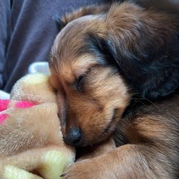 Dachshund Puppies from Dachshund Delight