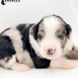 Bobby - female Australian Mountain Doodle puppy in Tipton, Indiana from Country Creek Doodles