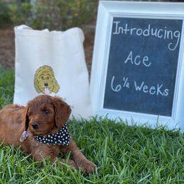 Goldendoodle Puppies from Lovable Goldendoodles