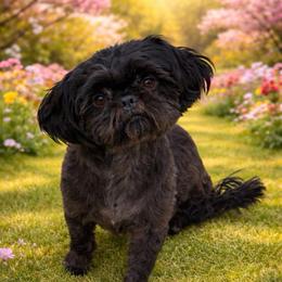 Holly - Shih Tzu