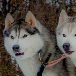 Siberian Husky All Grown Up from Shawna Wells