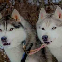 Siberian Husky All Grown Up from Shawna Wells
