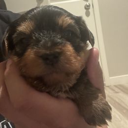 Yorkshire Terrier Puppies from Yorkshire Terrier Puppies