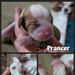 Prancer - Blenheim female Cavalier King Charles Spaniel puppy in Seymour, Missouri from Painted Blessing's AKC Cavaliers LLC