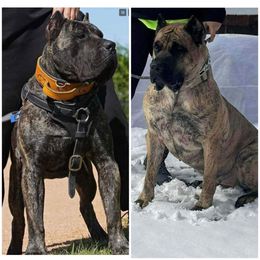 Perro de Presa Canario puppies from Space City Presas