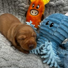 Boy 1 Bentley - Red male Dachshund puppy in Oscoda, Michigan from Northland Dachshunds
