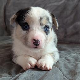 AKC Cardigan Boy 'Summit - Blue merle and white male Cardigan Welsh Corgi puppy in Tombstone, Arizona from WeVolution Off-Grid
