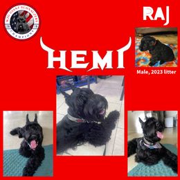 Giant Schnauzer Puppies from W2G Giant Schnauzers