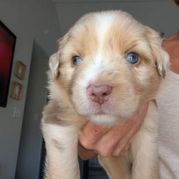 Rusty - Red merle male Miniature Australian Shepherd puppy in Crockett, Texas from Pleasant Grove Aussies