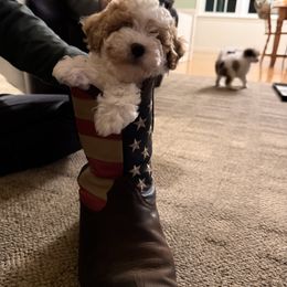Bernedoodle Puppies from Bollinger Pups