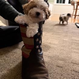 Bernedoodle Puppies from Bollinger Pups