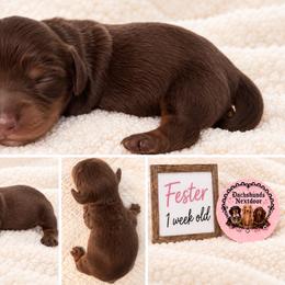 Fester - Chocolate and tan male Dachshund puppy in Bartlett, Illinois from Dachshundsnextdoor