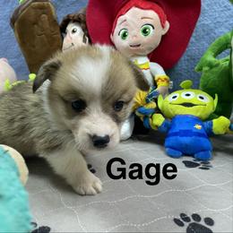 Gage - Sable male Pembroke Welsh Corgi puppy in Apison, Tennessee from Ashmore Corgis