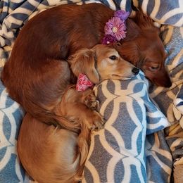 Dachshund puppies from Golden Dachshunds