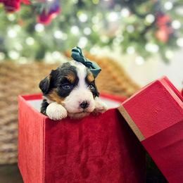 Nutmeg - Tri-color female Bernedoodle puppy in Russell Springs, Kentucky from 270 Doodles