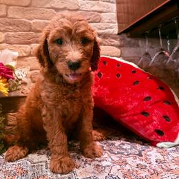 Kennedy - Apricot male Goldendoodle puppy in De Land, Florida from Rezapour Doodle Estate